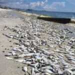 Global warming and marine life