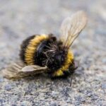honey bee
