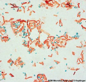 Number of endospores in a laboratory sample