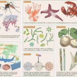 One of the effects of climate change is the intensification of the effect of pathogens