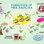 Various free radicals