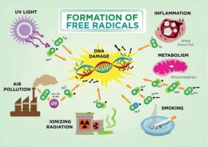 Various free radicals