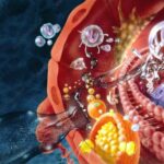 Destruction of different parts of a cell by free radicals