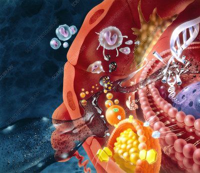 Destruction of different parts of a cell by free radicals