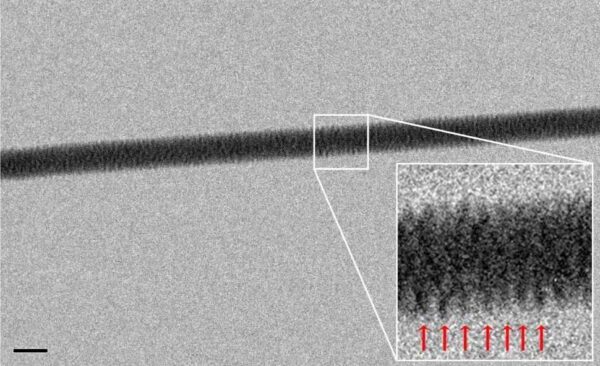 The first direct image of the double-stranded helix structure of DNA was obtained by an electron microscope by Enzo DiFabrizio.