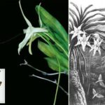 Image - left side of real insect