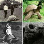 Jonathan, the oldest animal on land