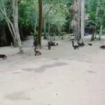 Coatis (Nasua), a species of omnivorous raccoon
