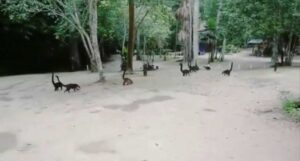 Coatis (Nasua), a species of omnivorous raccoon