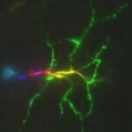 a neuron