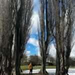 Poplars, poem