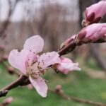 A beautiful photo with the name "Hope for Spring".