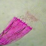 The first metazoans