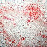 Plant cells of a bean using light microscopy