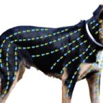 healing-collars