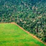 Destruction of parts of the Amazon forest in order to grow coffee