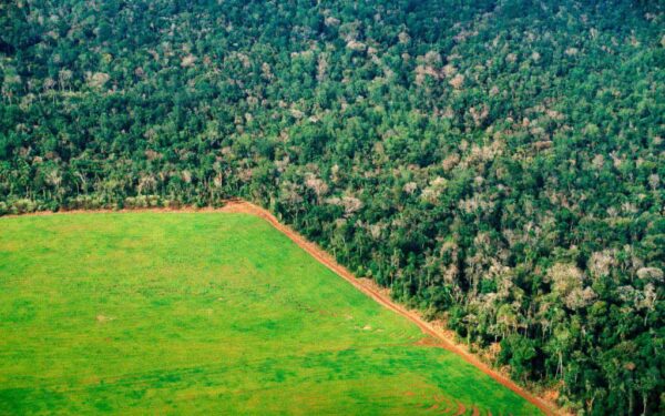 Destruction of parts of the Amazon forest in order to grow coffee