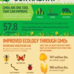 The effects of using genetically modified products in the agricultural sector