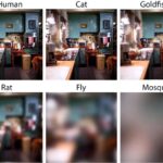 The world through the eyes of different living beings