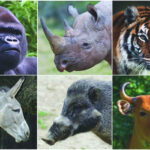 Extinction of species