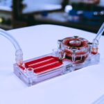 A tracheal organ Organ on a chip