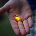 Firefly
