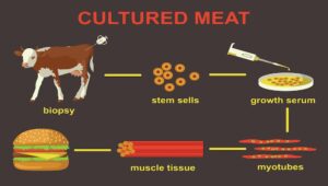 Stages of artificial meat production process