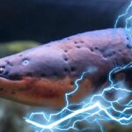 electric eel