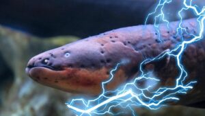 electric eel