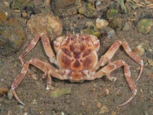 خرچنگ سامورایی