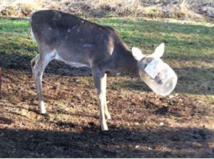 گیر افتادن حیوانات در زبالهها یا بلعیدن