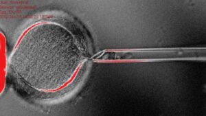 بخشی از فرآیند شبیه سازی انسان